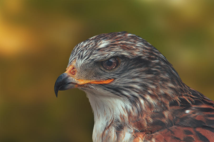 Ferruginous Hawk #1 Photograph by Brian Cross