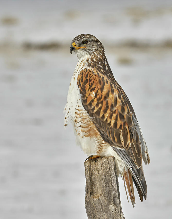 Birds Photograph - Ferruginous Hawk by Doug Herr Birds Photograph - Ferruginous Hawk by Doug Herr