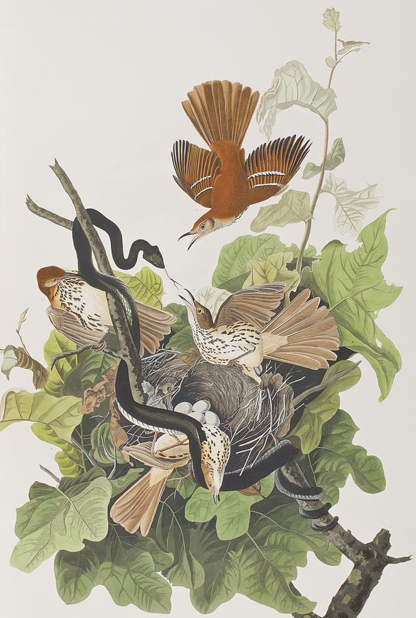 John James Audubon Painting - Ferruginous Thrush by John James Audubon