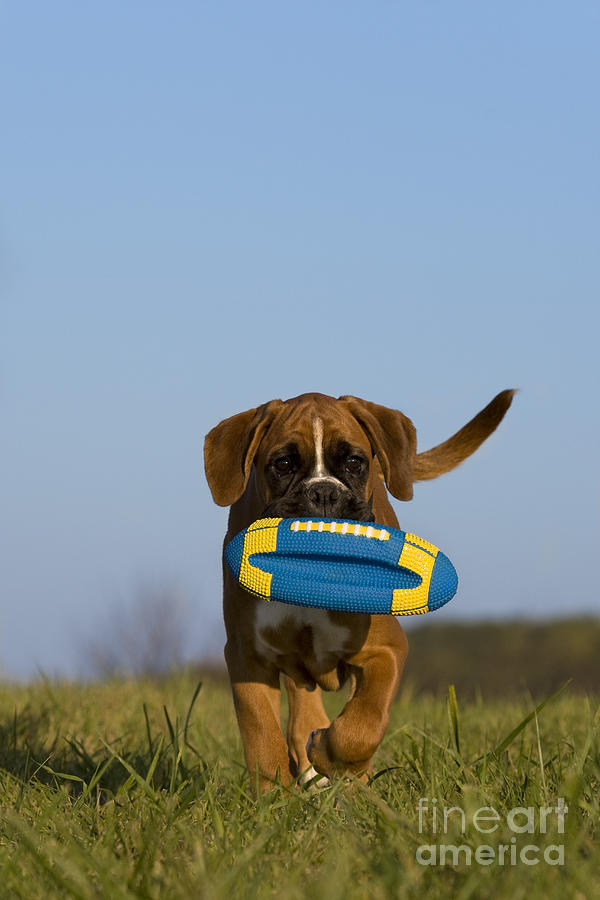 Dog Photograph - Fetching Boxer Puppy #1 by Jean-Louis Klein & Marie-Luce Hubert