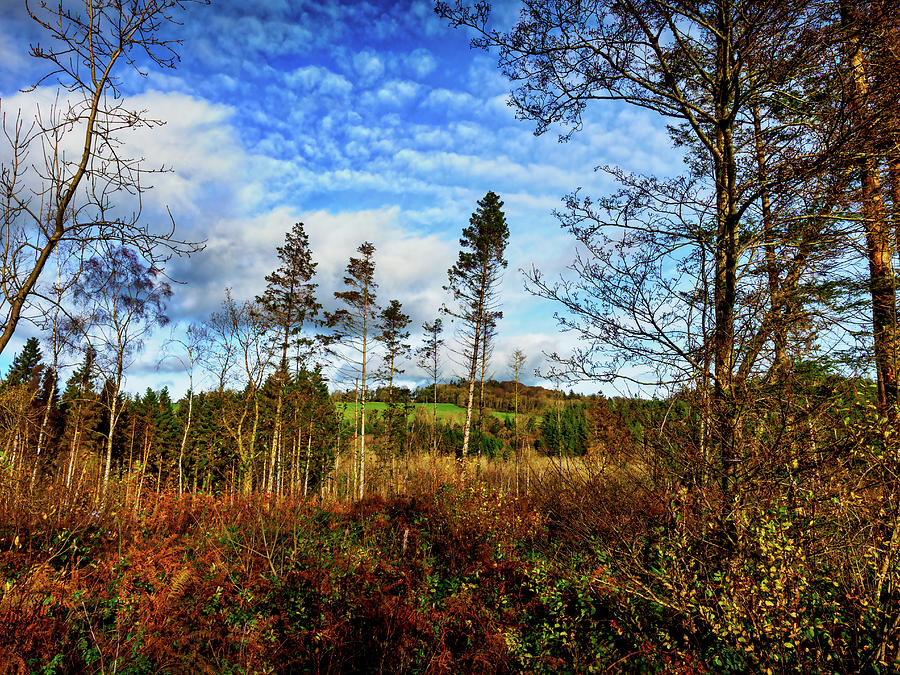 Ffynnone Woods #1 Photograph by Mark Llewellyn