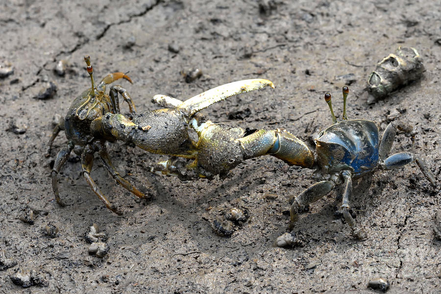 Fiddler Crab Fight #1 Photograph by Fletcher & Baylis