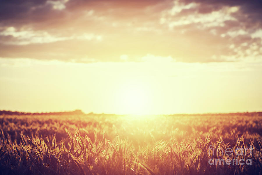 Field, countryside at sunset. Harvest time. Vintage #1 Photograph by Michal Bednarek