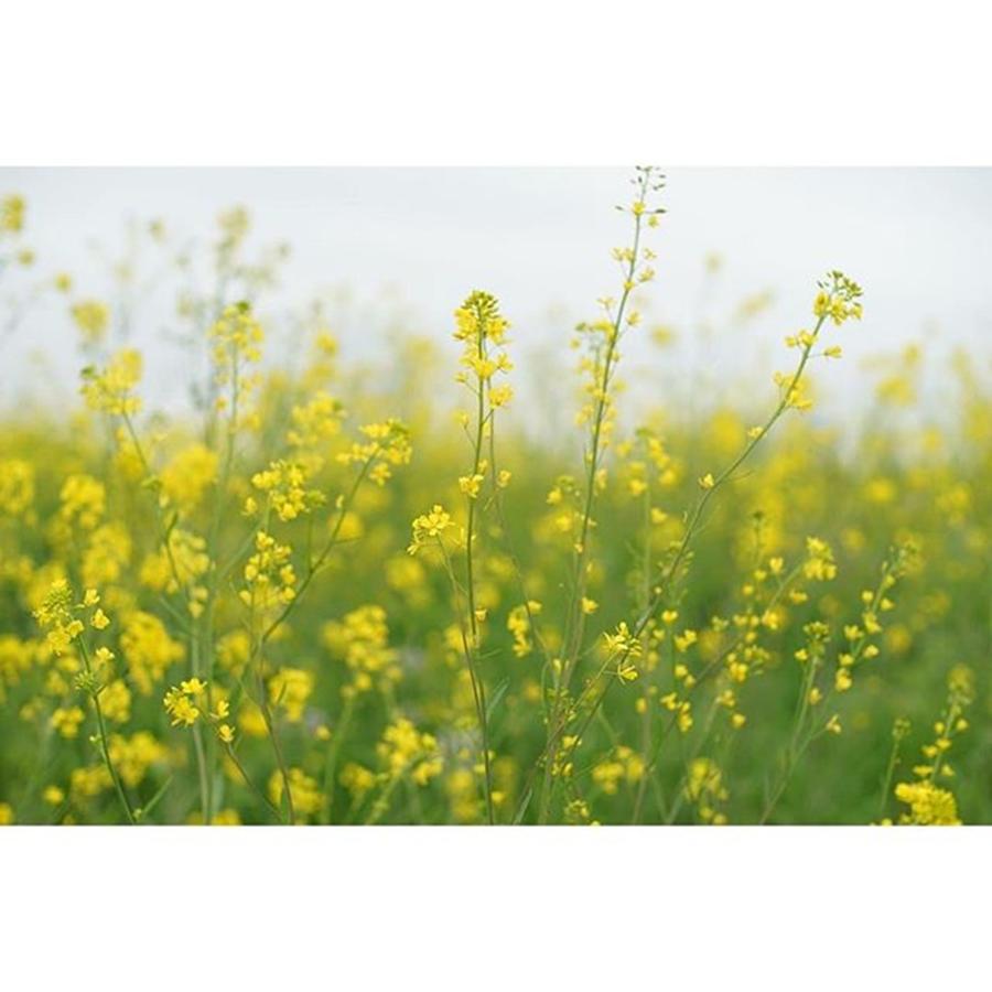 Spring Photograph - Field Mustard
#spring 
#humanedge #1 by Yuka Uemura