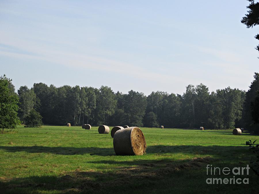 Field near Oranienbaum #2 Photograph by Chani Demuijlder