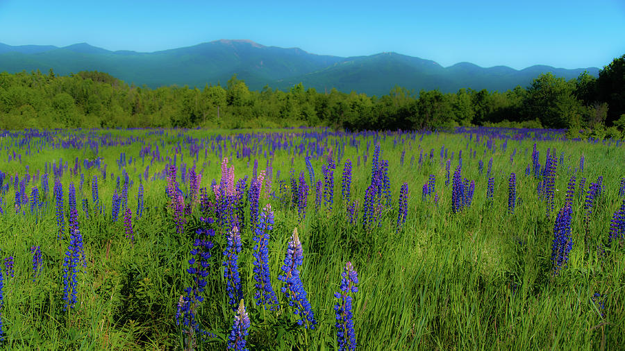 Field of Lupines #1 Photograph by Brenda Jacobs