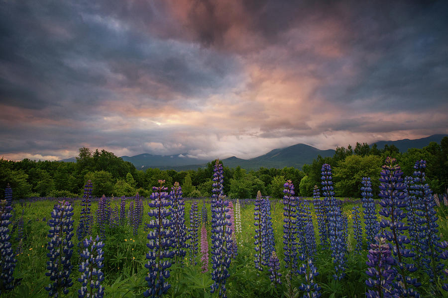 Field of Lupines #1 Photograph by Darylann Leonard Photography
