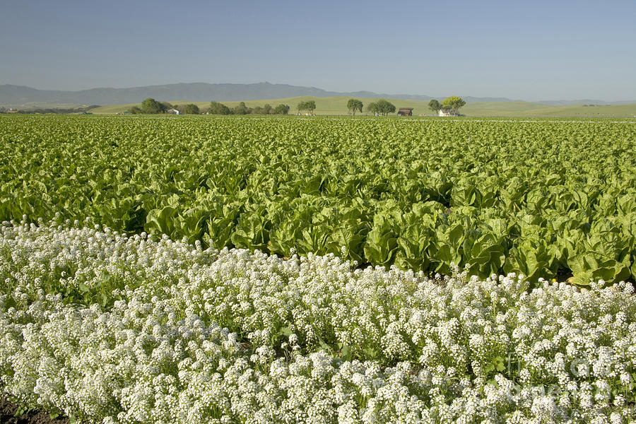 Field Of Organic Lettuce #1 Photograph by Inga Spence