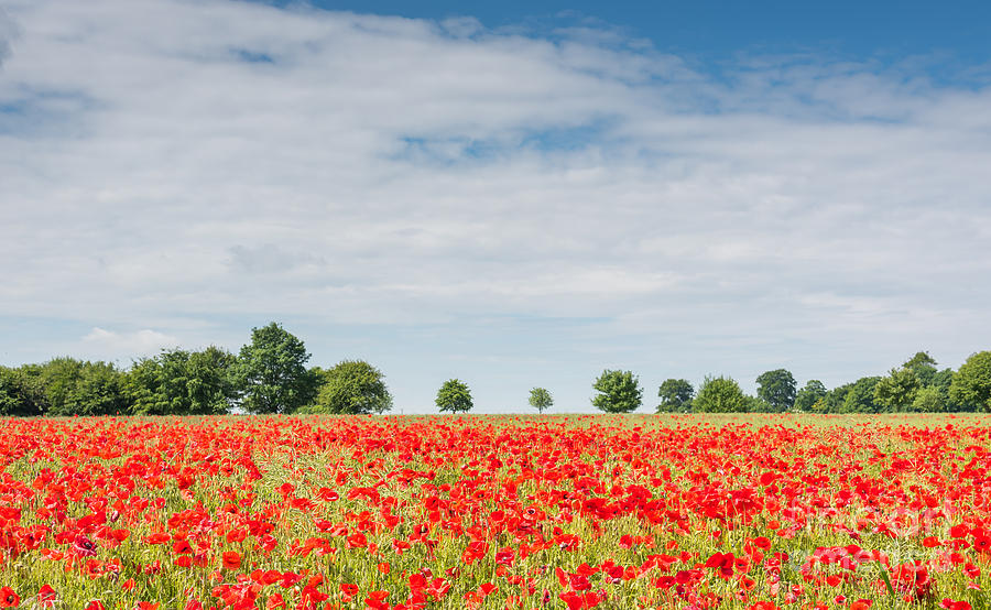 Field of poppies #1 Photograph by Colin Rayner