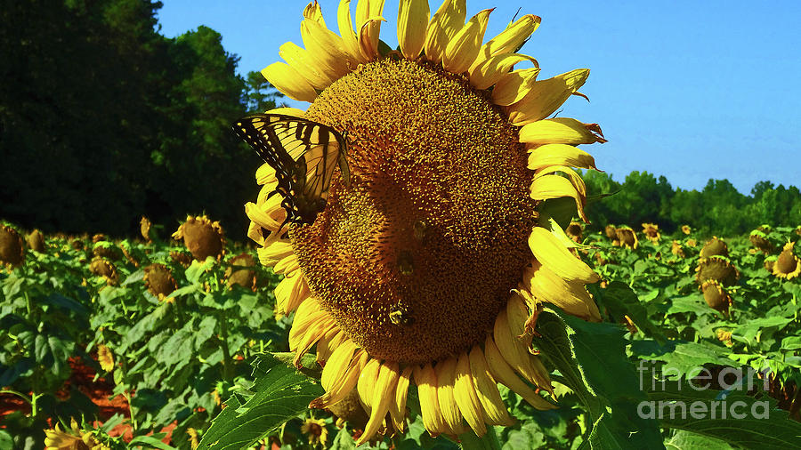 Field of Sunflowers #1 Photograph by Eunice Warfel