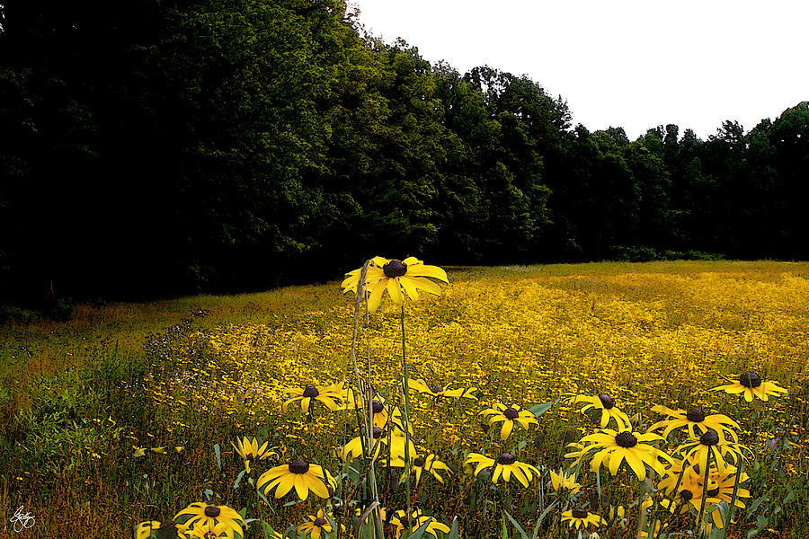 Field of Black-Eyed Susans Photograph by Wayne King