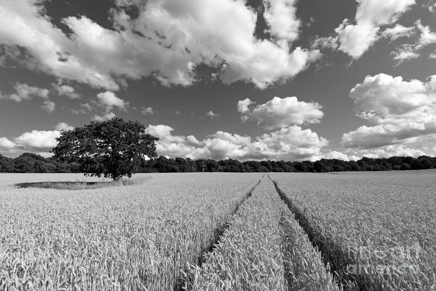 Field of Wheat #1 Photograph by Julia Gavin