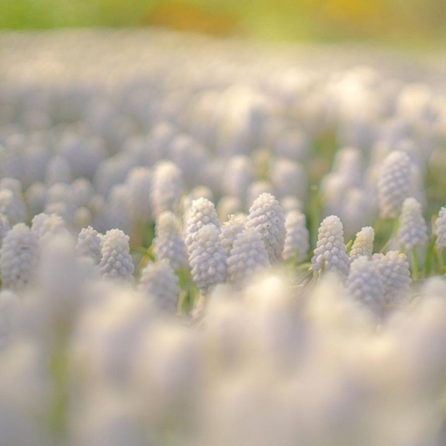 Flower Photograph - Field Of White Grape Hyachints #1 by Sungi Verhaar