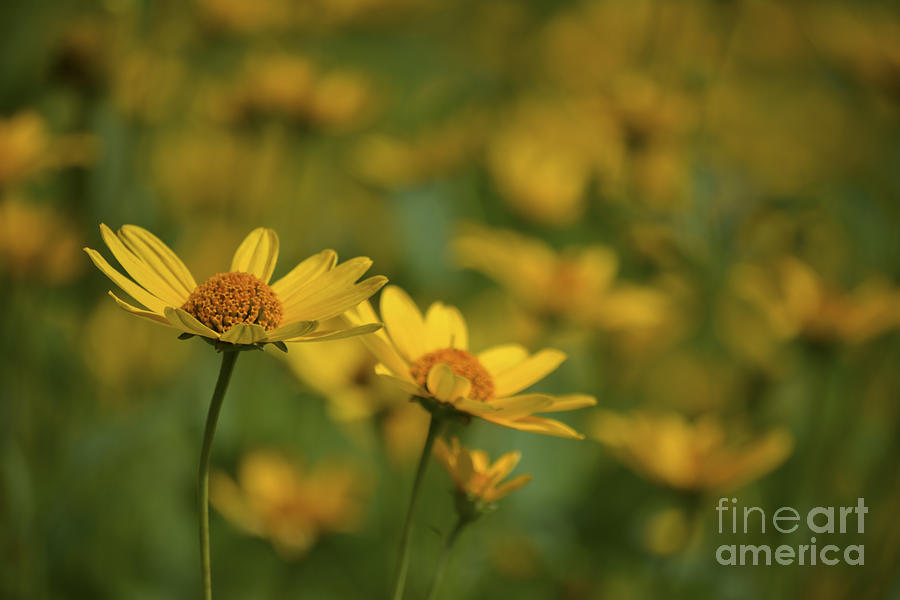 Field Of Yellow #1 Photograph by Forest Floor Photography