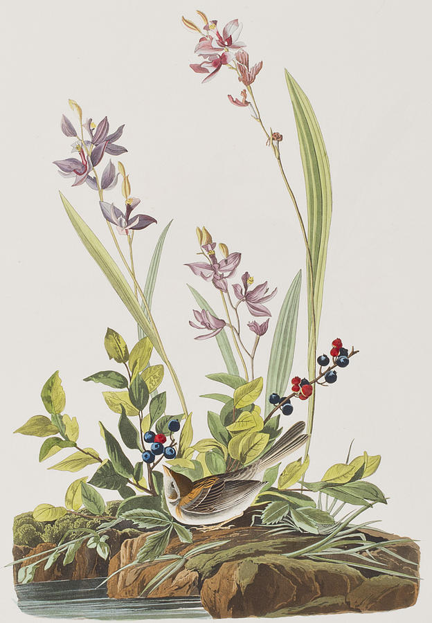 John James Audubon Painting - Field Sparrow by John James Audubon