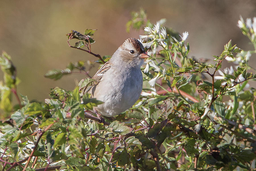 White-crowned Sparrow #2 Photograph by Ronnie Maum