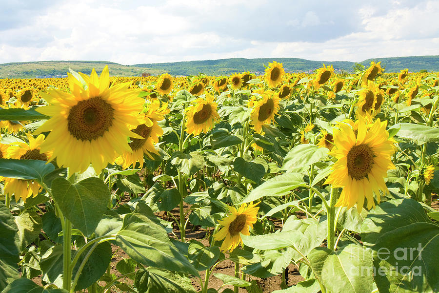 Field with sunflowers #6 Photograph by Irina Afonskaya