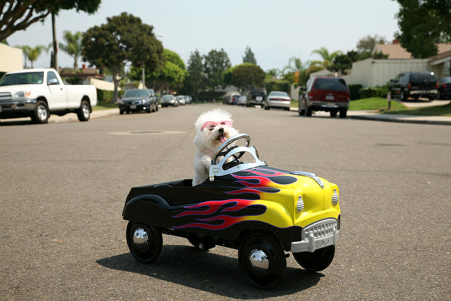 Rush Hour Movie Photograph - Fifi goes for a ride #1 by Mike Ledray