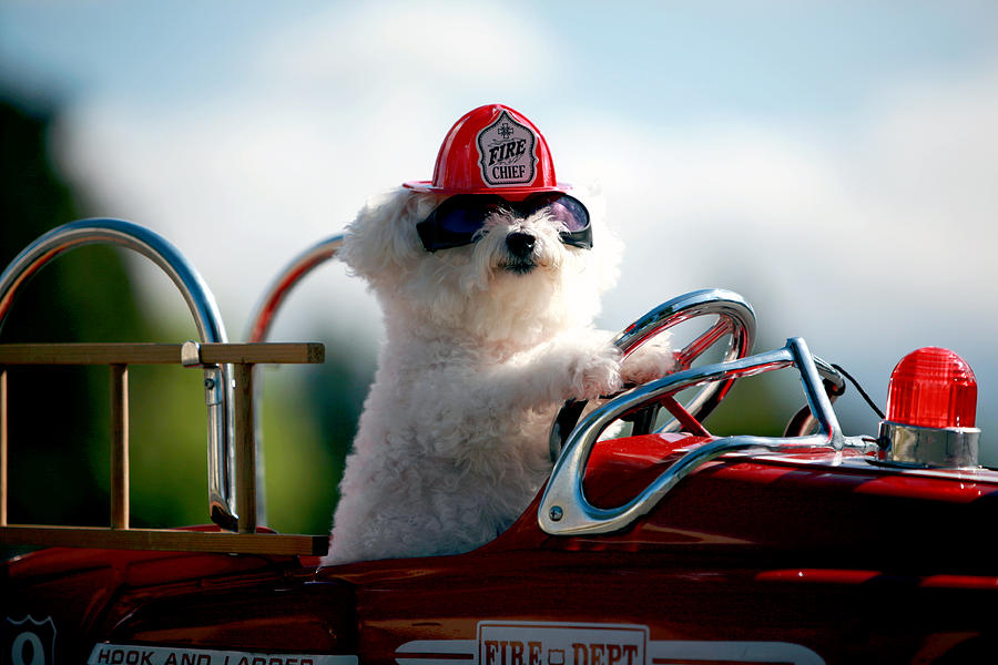 Rush Hour Movie Photograph - Fifi the Fire Dog #1 by Mike Ledray