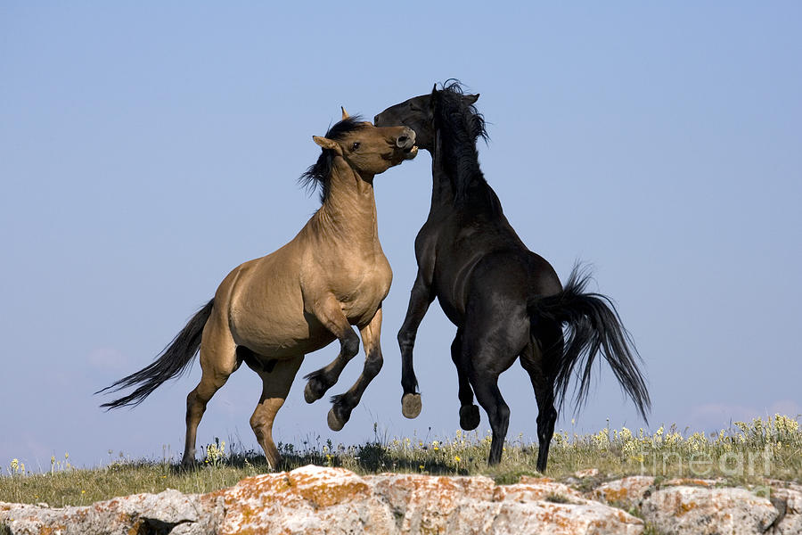 Fighting Stallions #1 Photograph by Jean-Louis Klein & Marie-Luce Hubert