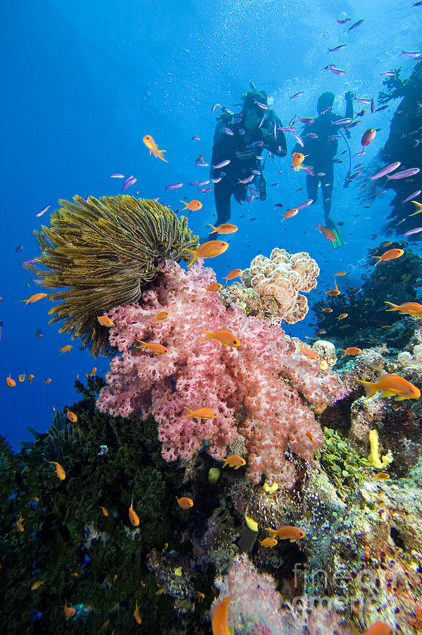 Fiji Underwater #1 Photograph by Dave Fleetham - Printscapes