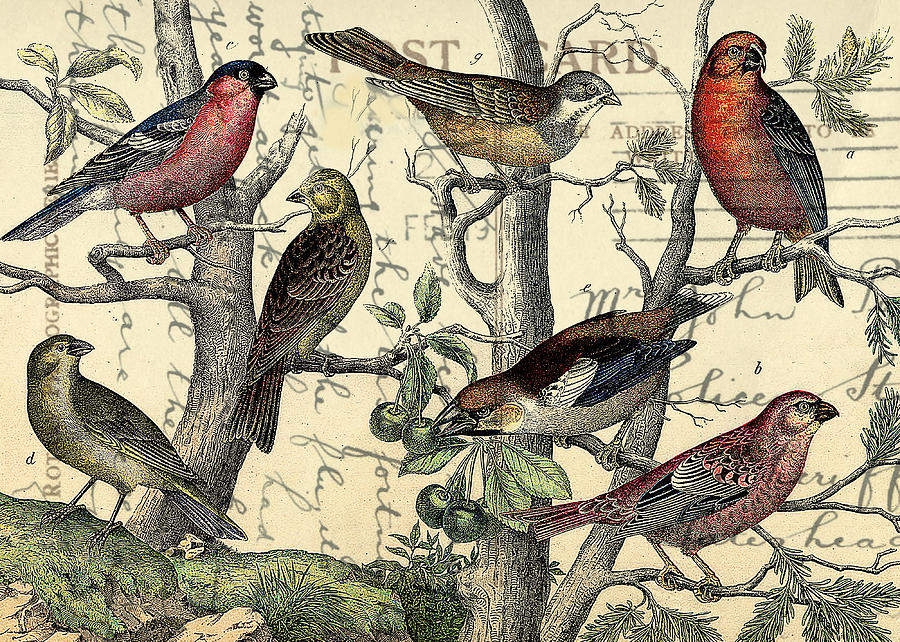 Bird Digital Art - Finches Looking #1 by Sarah Vernon