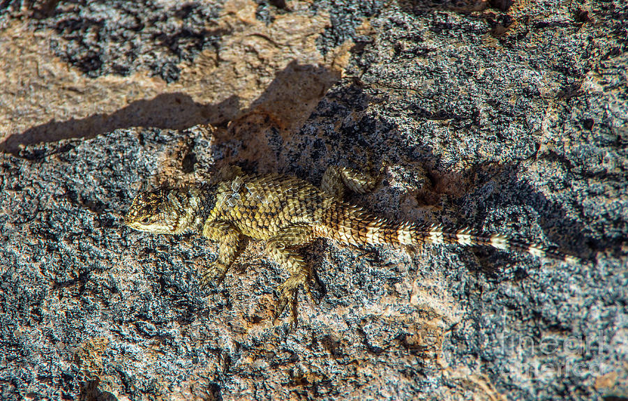 Find The Lizard Photograph by Stephen Whalen