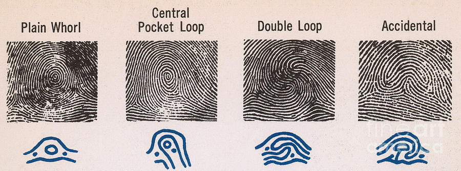 Fingerprint Patterns #1 Photograph by Photo Researchers