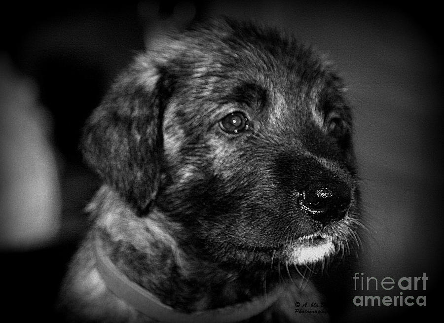 Puppys Photograph - Finn #1 by Ann Butler