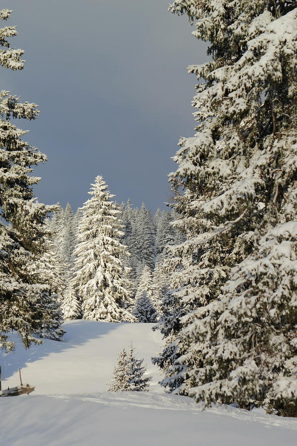 Fir trees in winter, Jura mountain, Switzerland #1 Photograph by Elenarts - Elena Duvernay photo