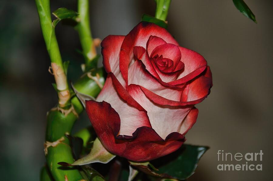 Rose Photograph - Fire and Ice by Diana Mary Sharpton