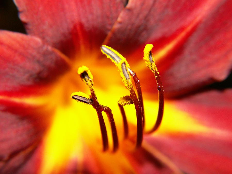 Fire Lily 3 Photograph by Amy Fose