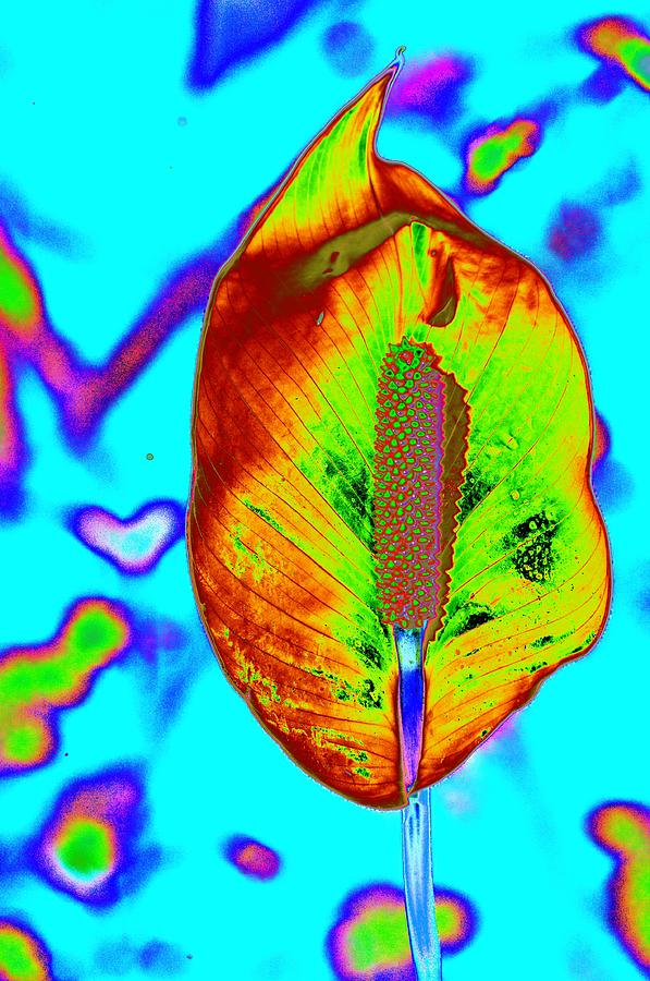 Fired Up Anthurium #1 Photograph by Richard Henne