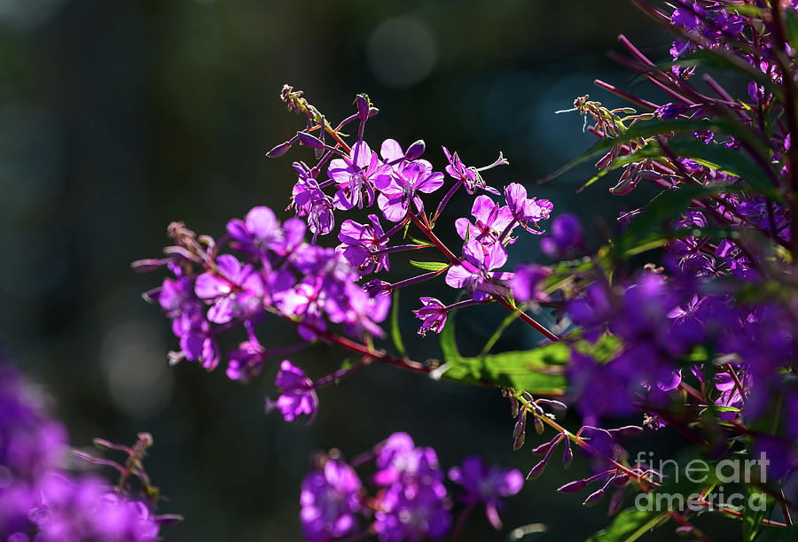 Flower Photograph - Fireweed flowers  #2 by Les Palenik