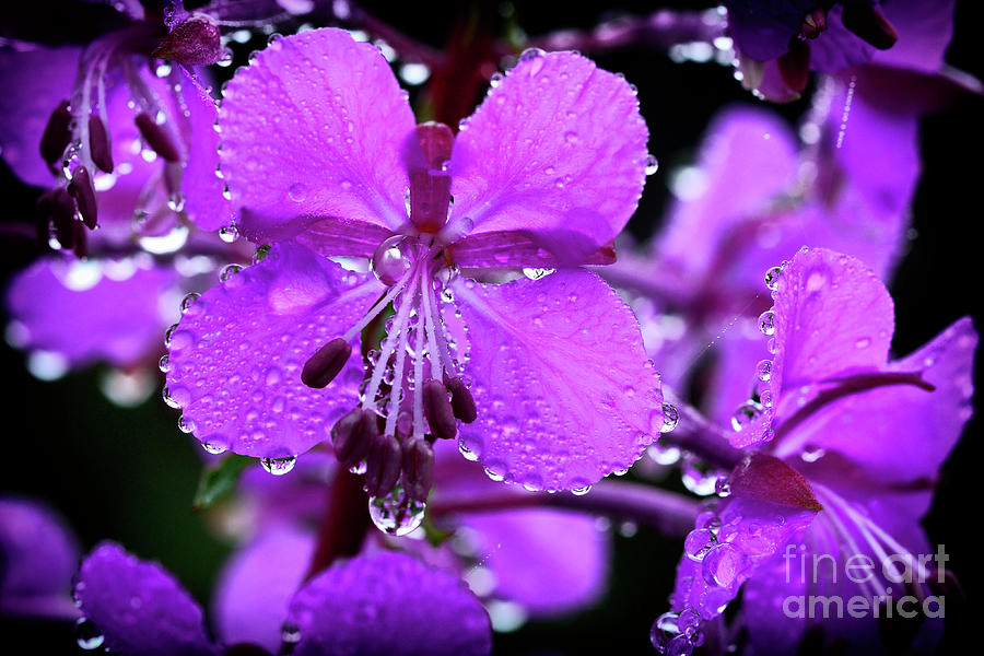 Fireweed with Dew #1 Photograph by Thomas R Fletcher