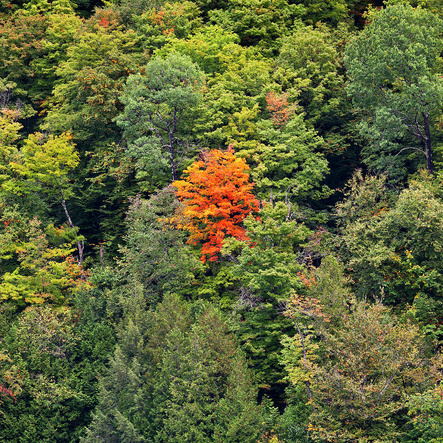 First Autumn Color #2 Photograph by Alan L Graham