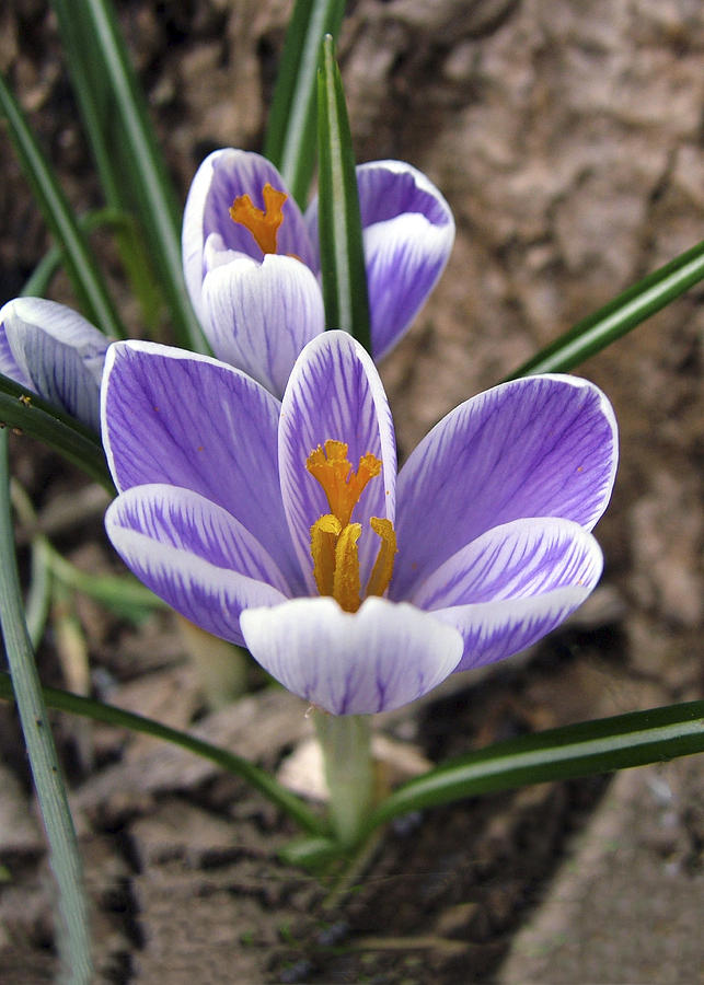 First Crocus Of Spring #1 Photograph by William Bitman