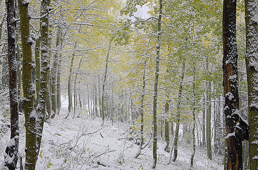 First Snow Fall #2 Photograph by Matt Helm