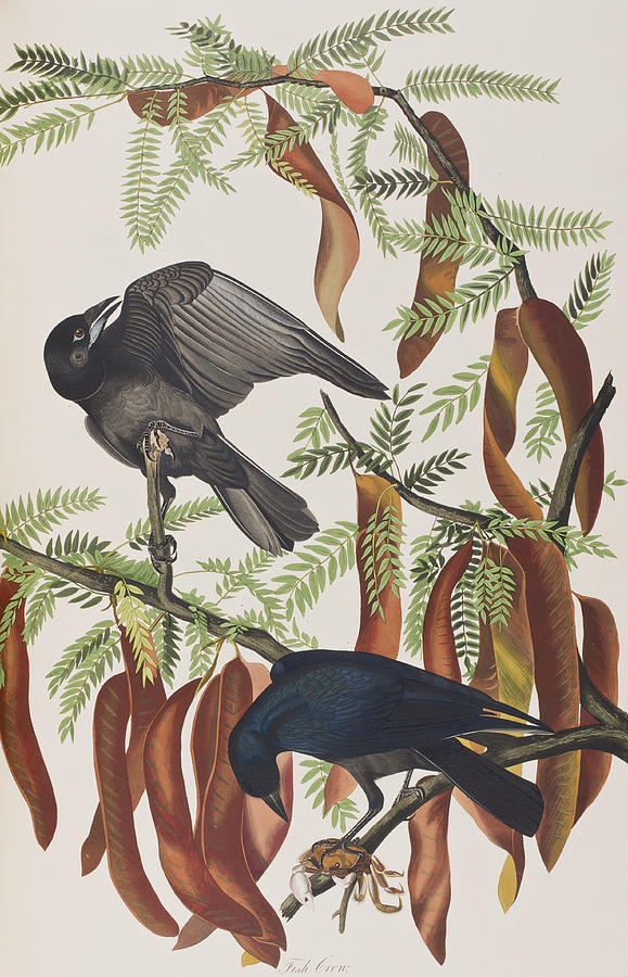 John James Audubon Painting - Fish Crow by John James Audubon