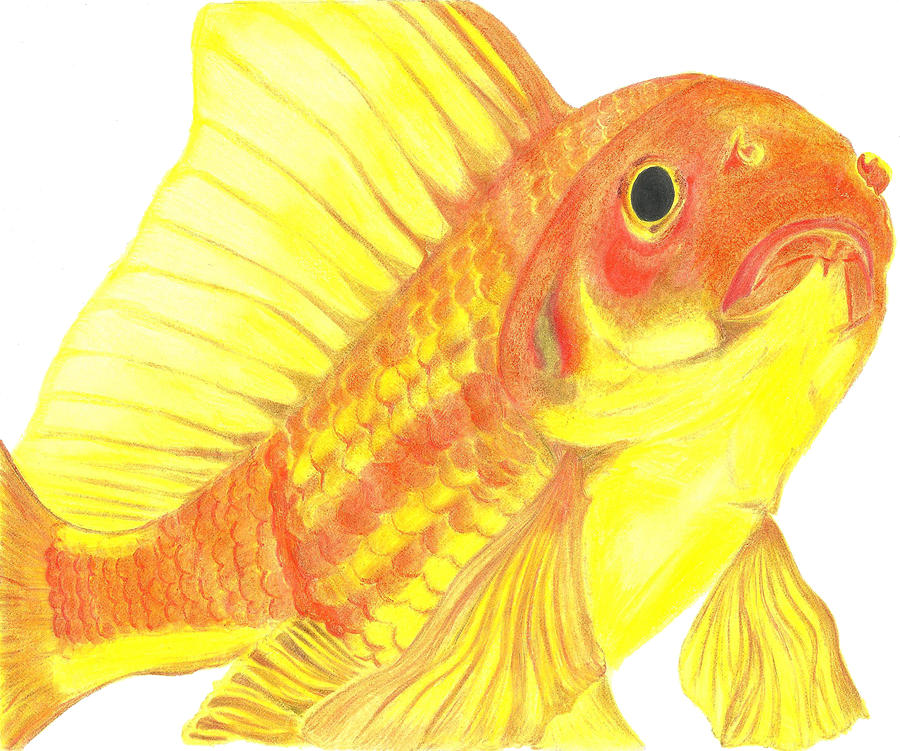 Fish Painting - Fish  by Tina  Albert