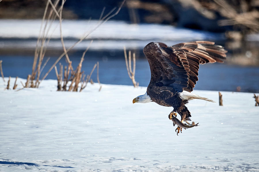 Fishing Bald Eagle #1 Photograph by Paul Freidlund