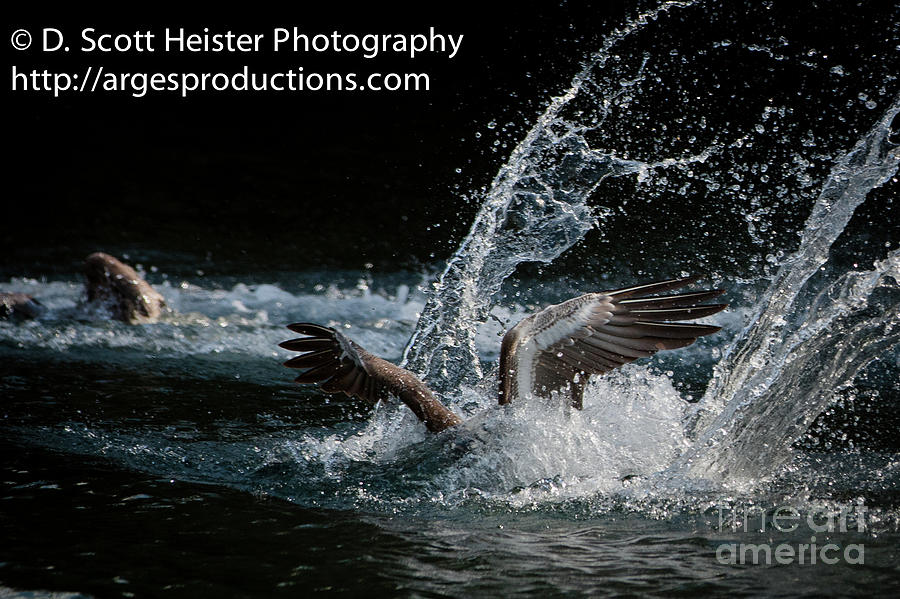 Florida Photograph - Fishing #1 by Scott Heister