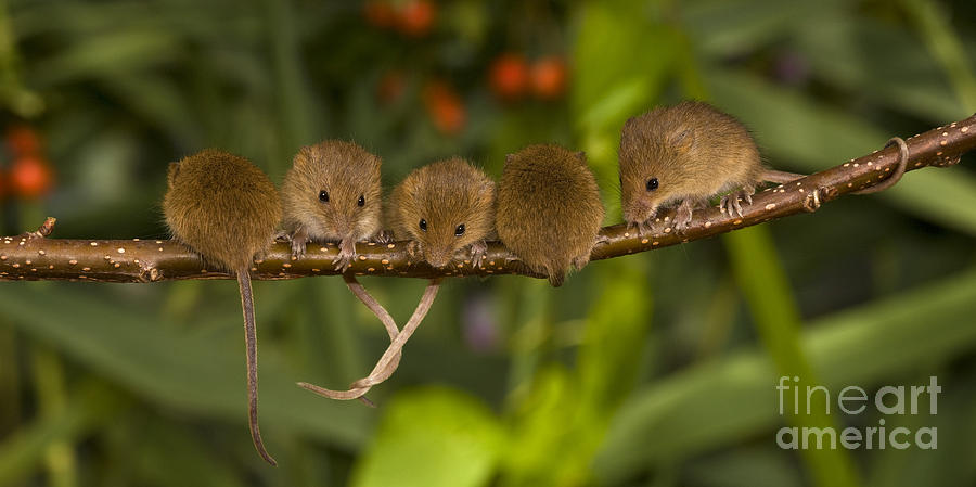 Five Eurasian Harvest Mice #1 Photograph by Jean-Louis Klein & Marie-Luce Hubert