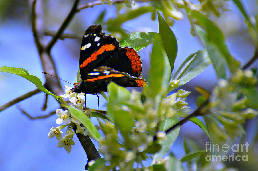 Butterfly Photograph - Five Rivers Butterfly #1 by Wendy McLaughlin