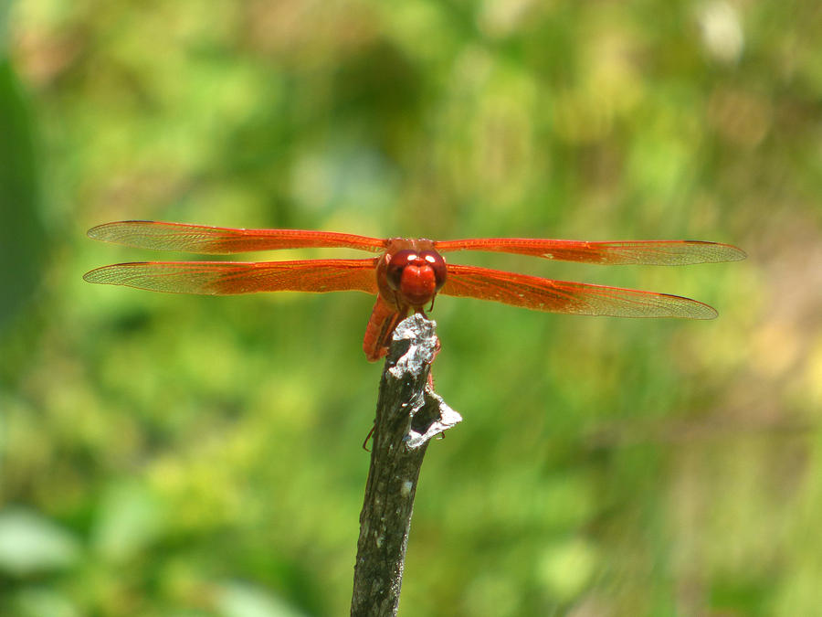 Flame Skimmer Dragonfly Photograph by Andrea Freeman - Fine Art America