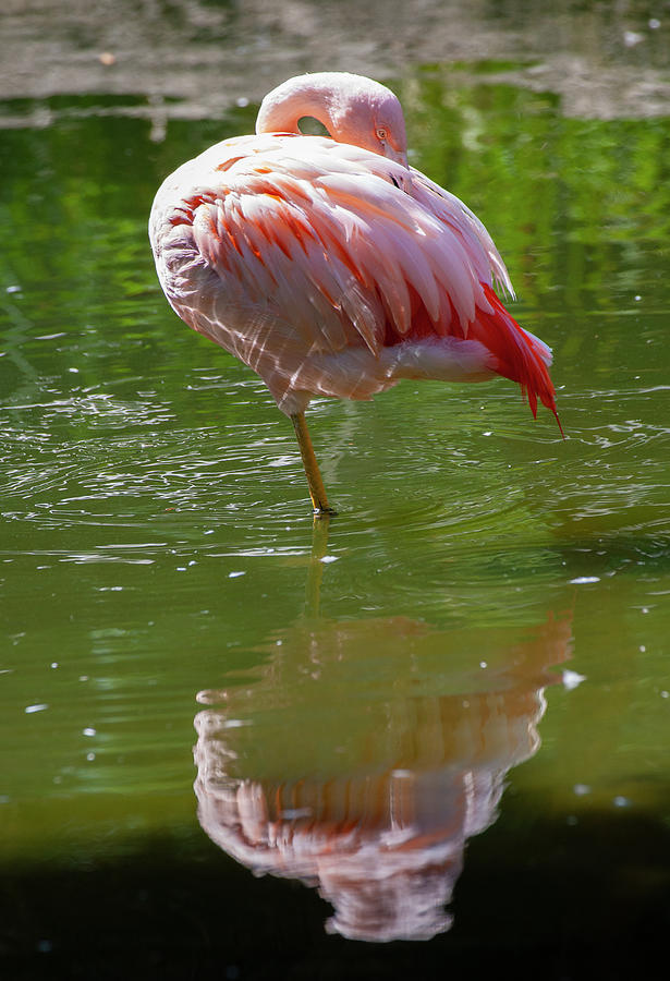Flamingo #1 Photograph by Anthony Jones