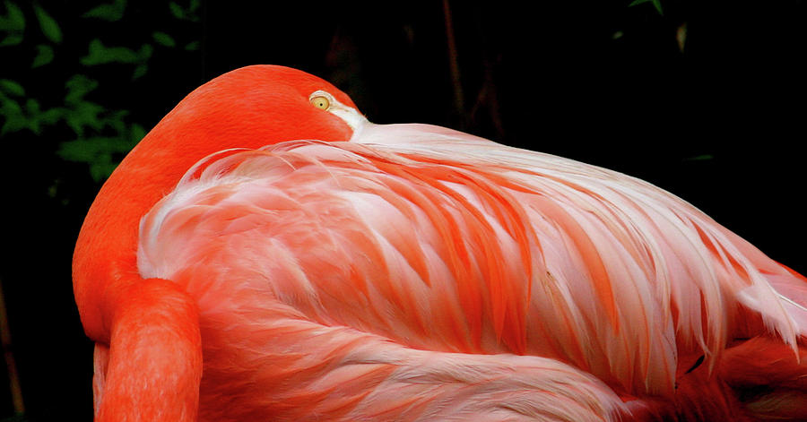 Flamingo Photograph - Flamingo by Cathy Harper