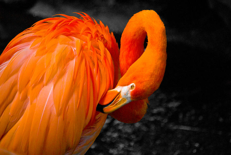 Flamingo Photograph - Flamingo #1 by Craig Perry-Ollila