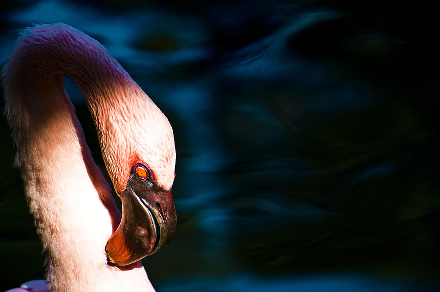 Flamingo Dancer Photograph By Sarita Rampersad - Pixels