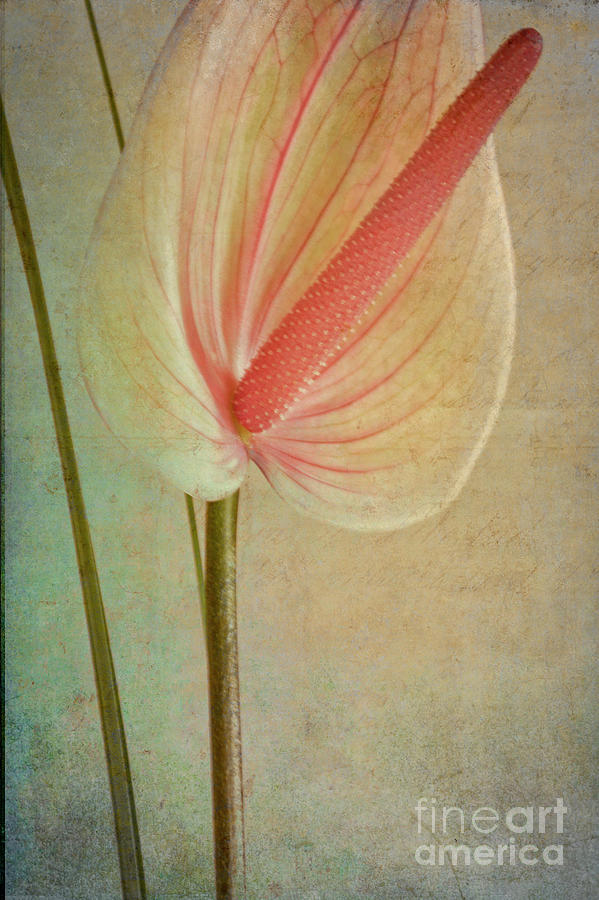 Flamingo Flower  1 #1 Photograph by Heiko Koehrer-Wagner